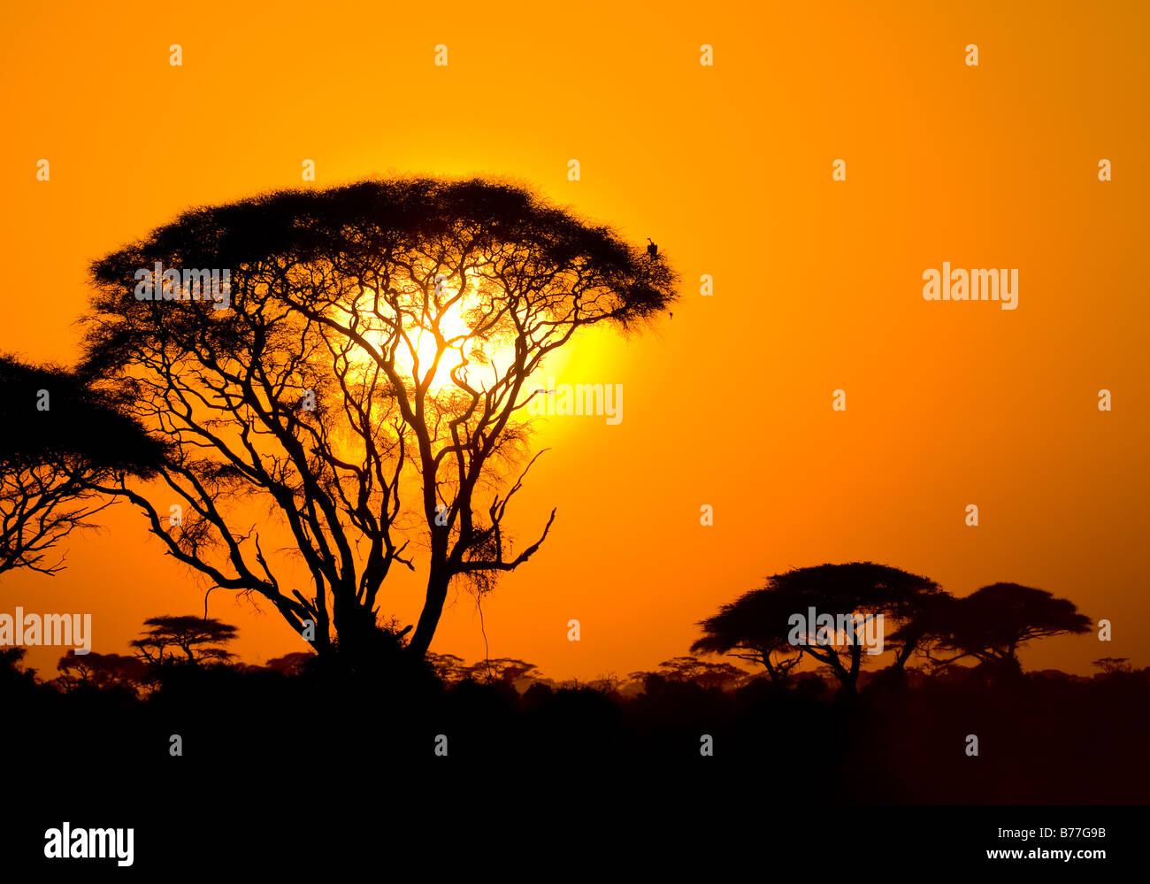 Coucher de soleil africain à Savannah kenya Banque D'Images