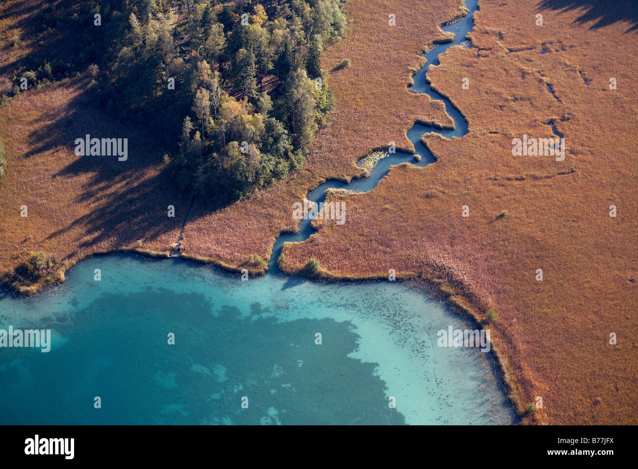 Les lits de roseaux sur le bord du lac Faaker See, photographie aérienne, Carinthie, Autriche, Europe Banque D'Images