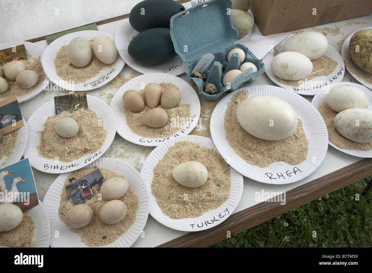 Affichage des œufs d'oiseaux divers petits exploitants Suffolk show annuel Stonham Barns Suffolk Angleterre Juillet 2008 Banque D'Images