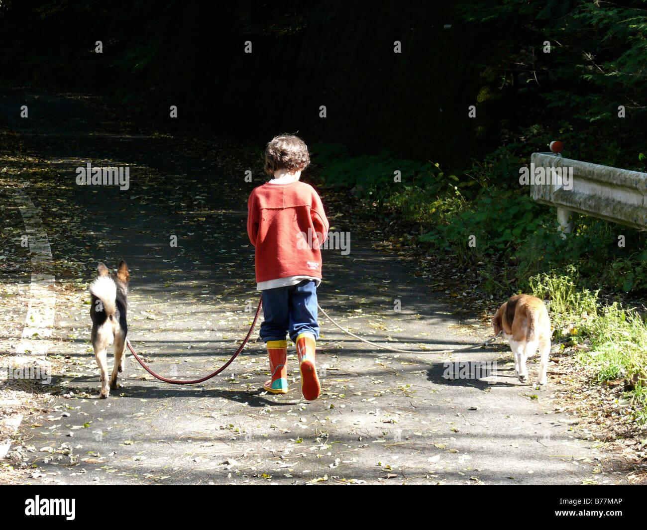 Le Japon,Yamanashi,Jeune garçon walking Dogs Banque D'Images