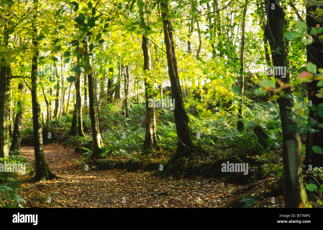 Chemin d'accès jusqu'à travers les arbres en bois de l'automne Balloch forestiers communautaires près de Creetown Galloway Scotland UK Banque D'Images