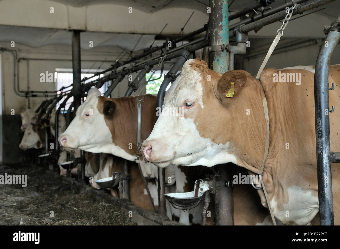 Les vaches laitières debout dans une grange, Upper Bavaria, Germany, Europe Banque D'Images