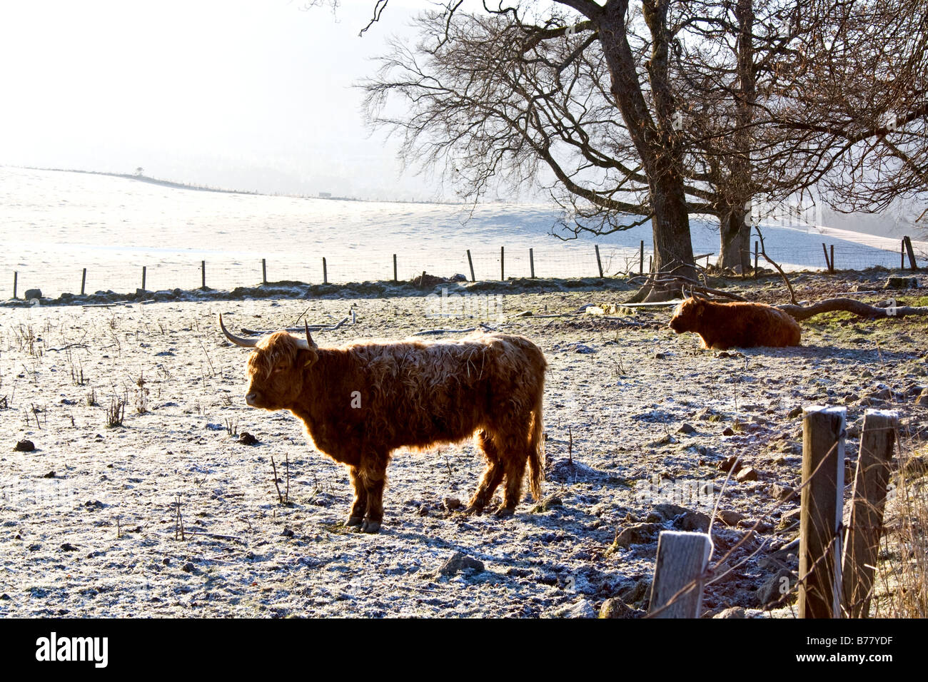 Deux vaches highland avec cornes, en position debout, l'un un champ avec frosty gel sur leur fourrure dans les highlands d'Ecosse Banque D'Images