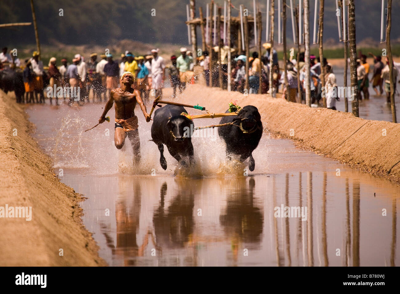 Les courses un homme une paire de buffles dans une course Kambala dans la Dakshina Kannada district de Karnataka, en Inde. Banque D'Images