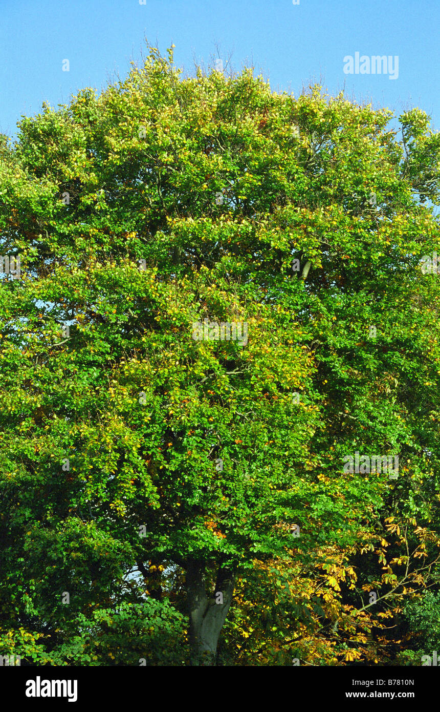 Les arbres d'automne, Mary Ann Meadows, Westbrook, Warrington, Angleterre, Automne 2008 Banque D'Images