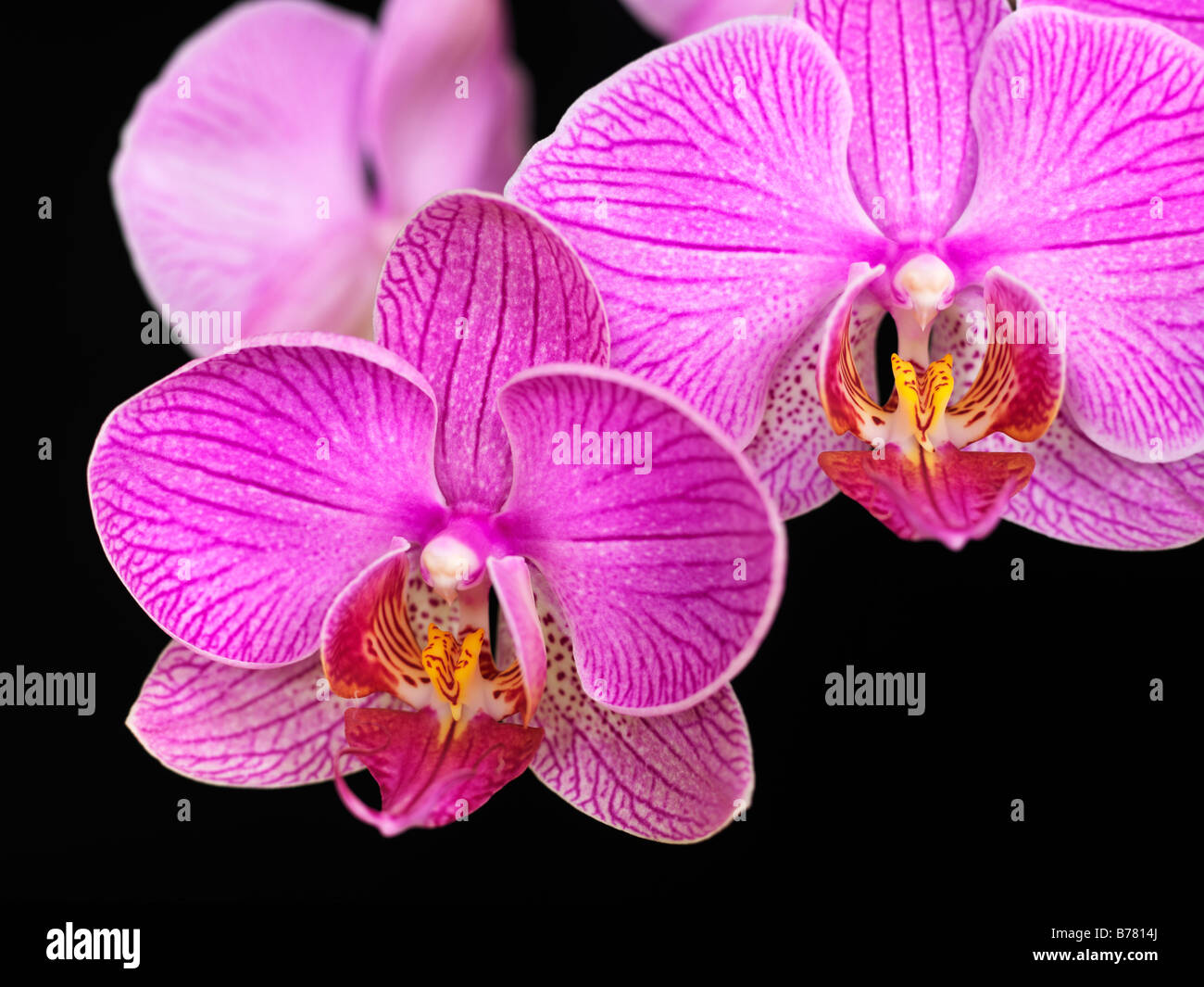 Orchidée Phalaenopsis Banque D'Images