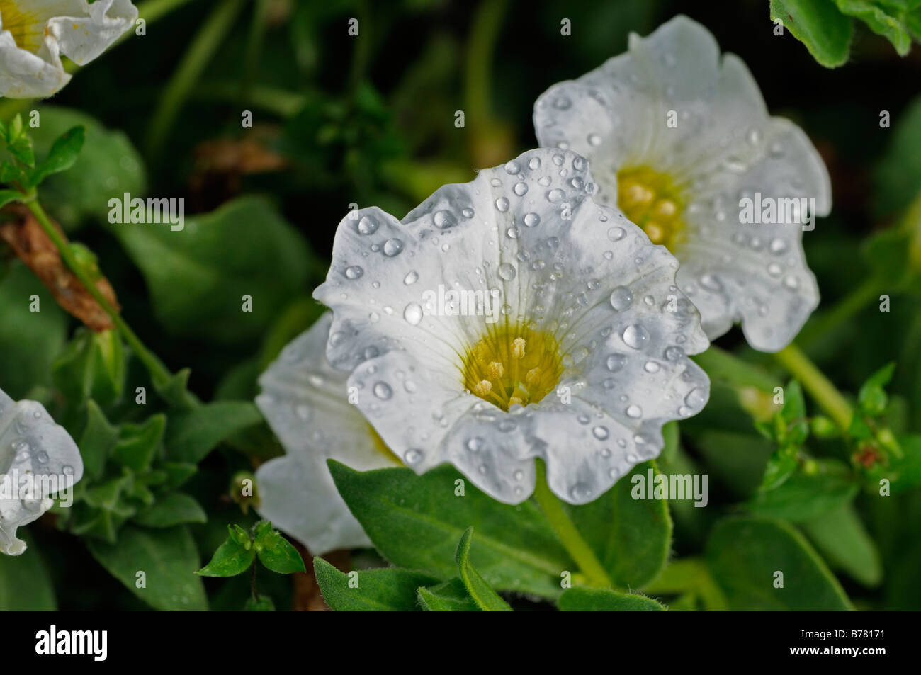 Bell flower chilien du Chili Fin bellflower Nolana humifusa fleur cultivar snowbird Banque D'Images