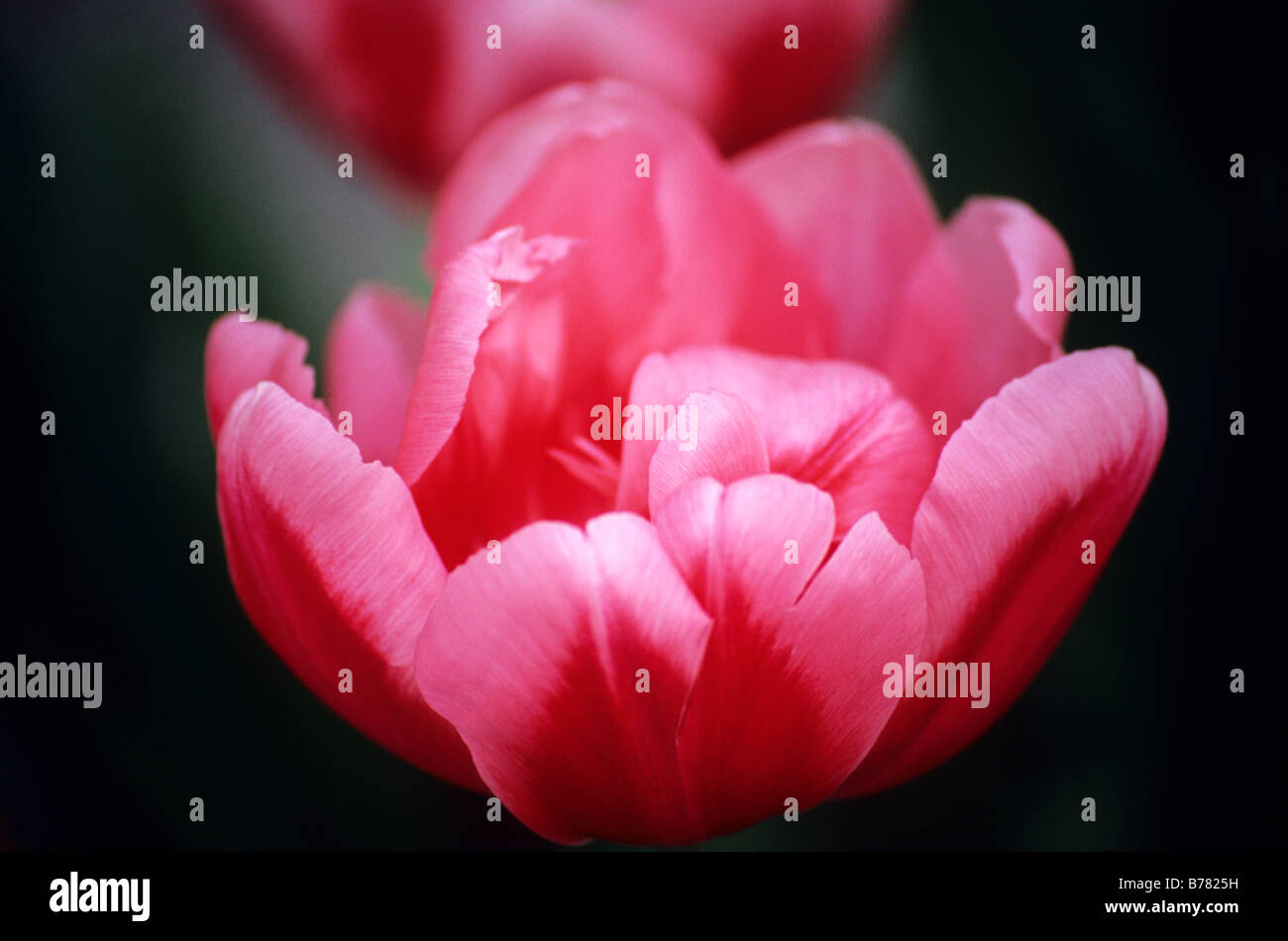 Fin Double Tulipa Shannon photographié à jardins de Keukenhof à Lisse, aux Pays-Bas Banque D'Images