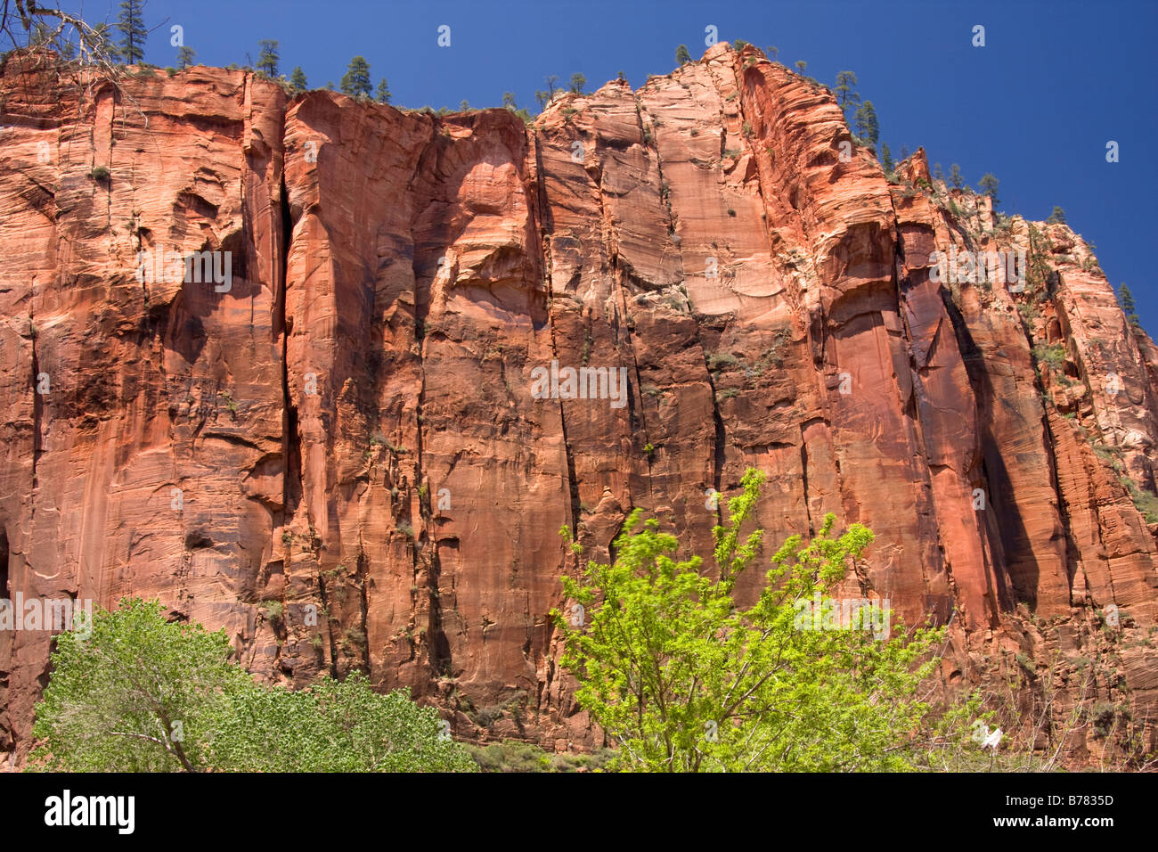 Un contrefort rocheux au-dessus de Zion Canyon à Zion National Park Utah Banque D'Images