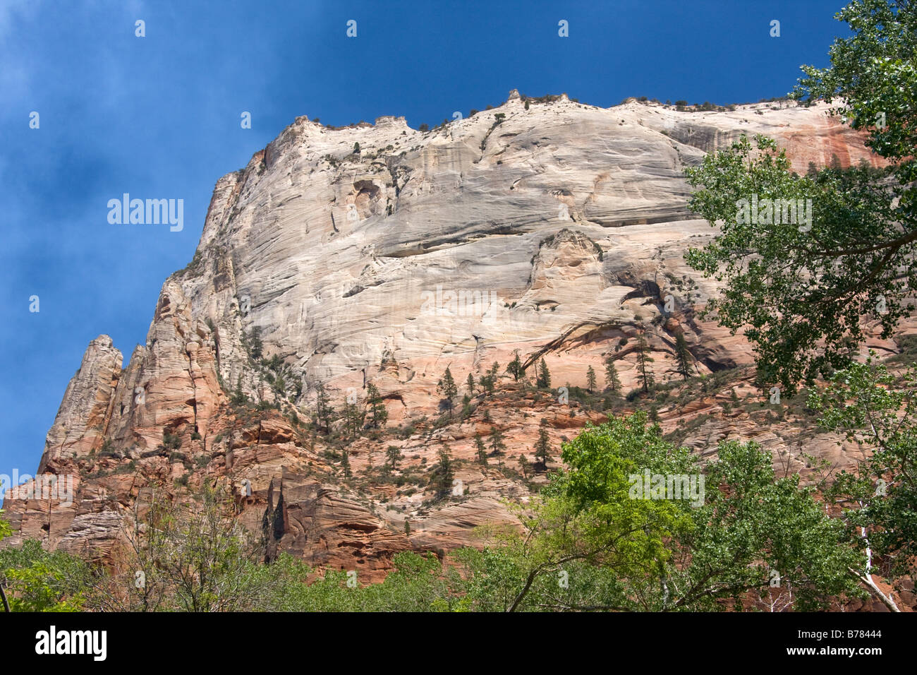 Les parois verticales du Canyon Zion Zion Canyon National Park dans l'Utah Banque D'Images