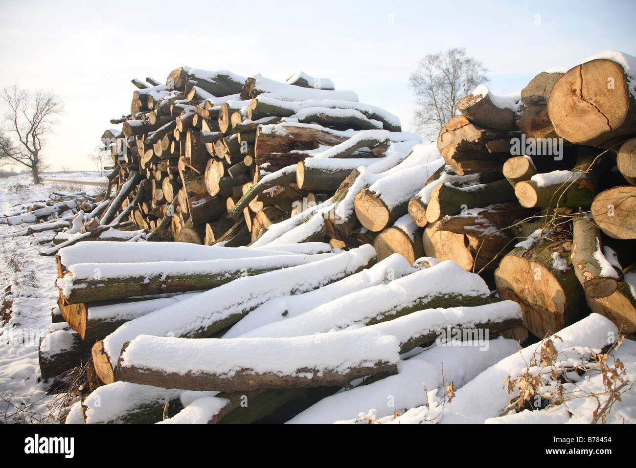 Neige de l'hiver la nature dans la Veluwe, Gueldre, Pays-Bas, Pays-Bas Banque D'Images