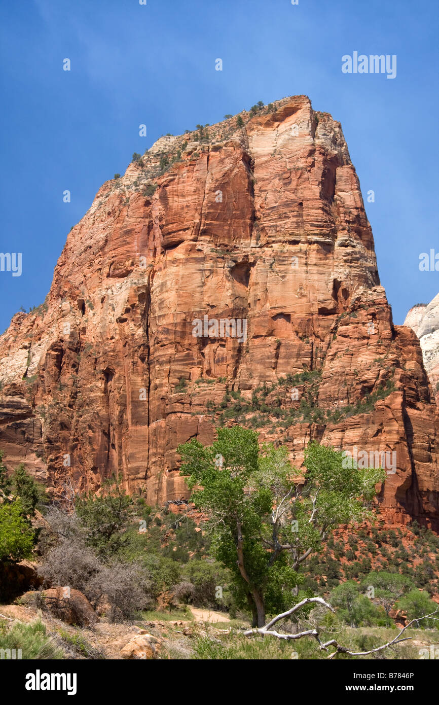 Tombants de Zion Canyon Zion Canyon National Park Utah Banque D'Images