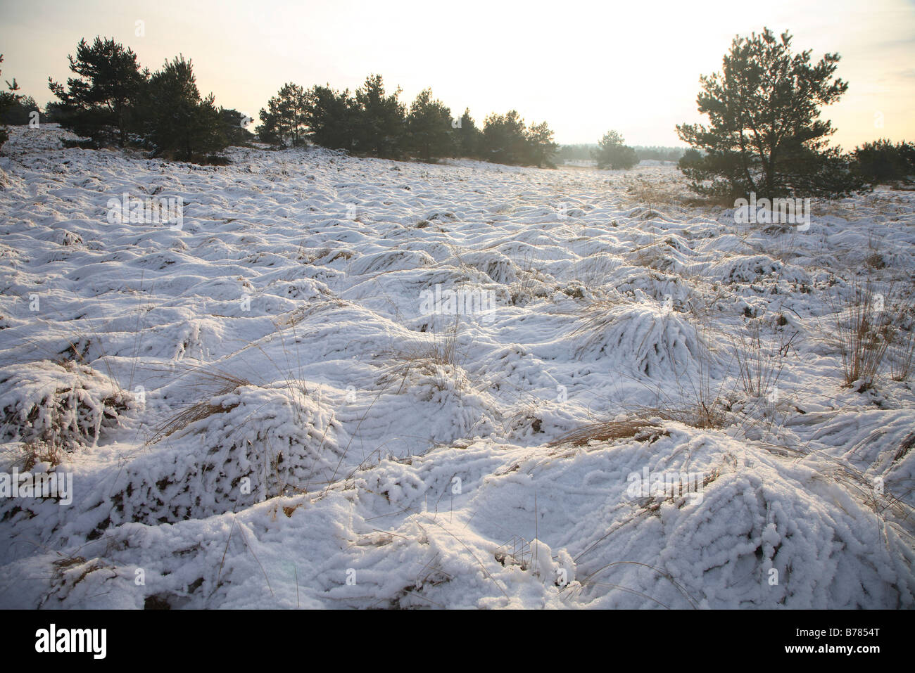 Neige de l'hiver la nature dans la Veluwe, Gueldre, Pays-Bas, Pays-Bas Banque D'Images