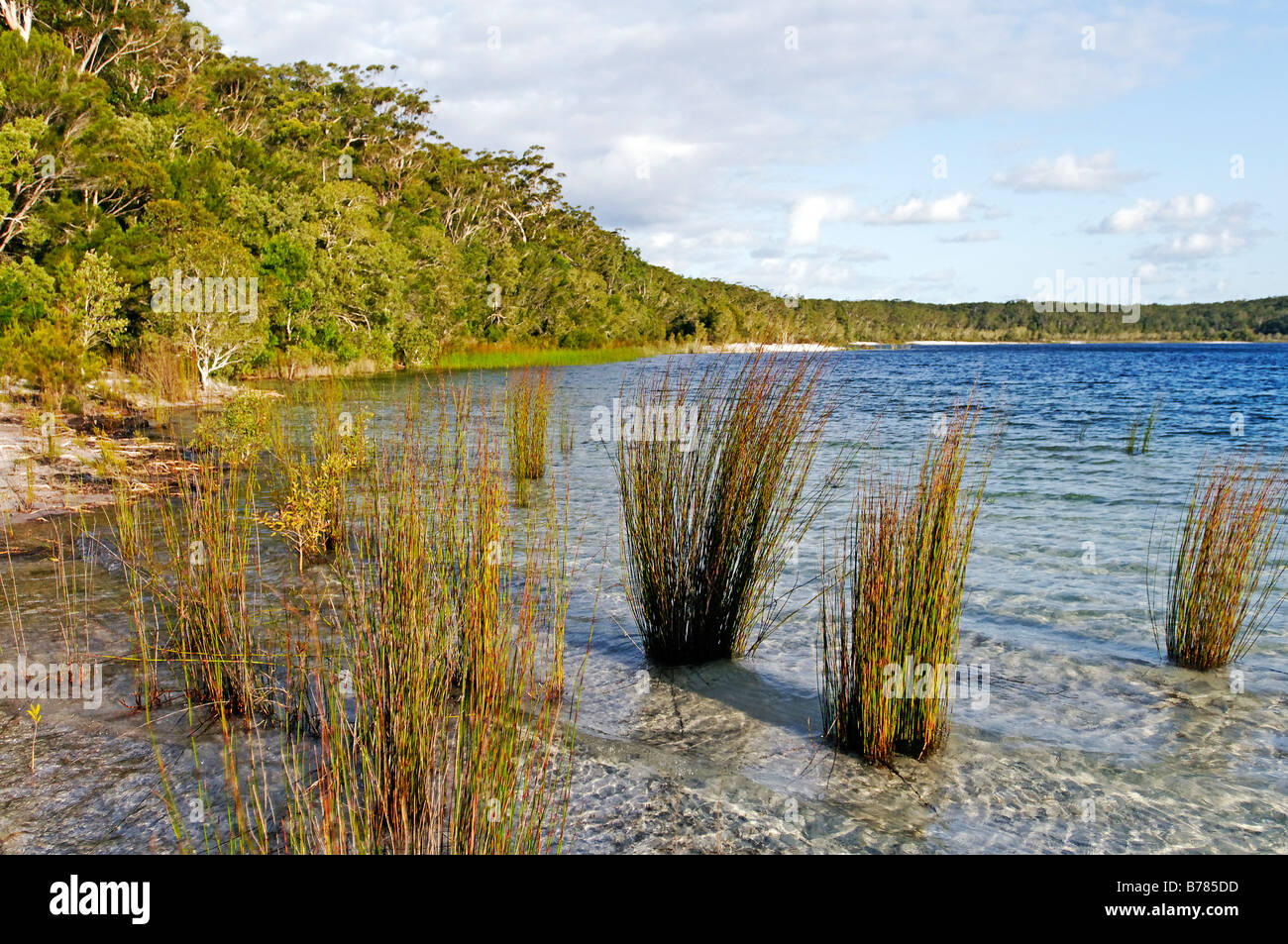 Lac McKenzie, Fraser Island, Queensland, Australie Banque D'Images