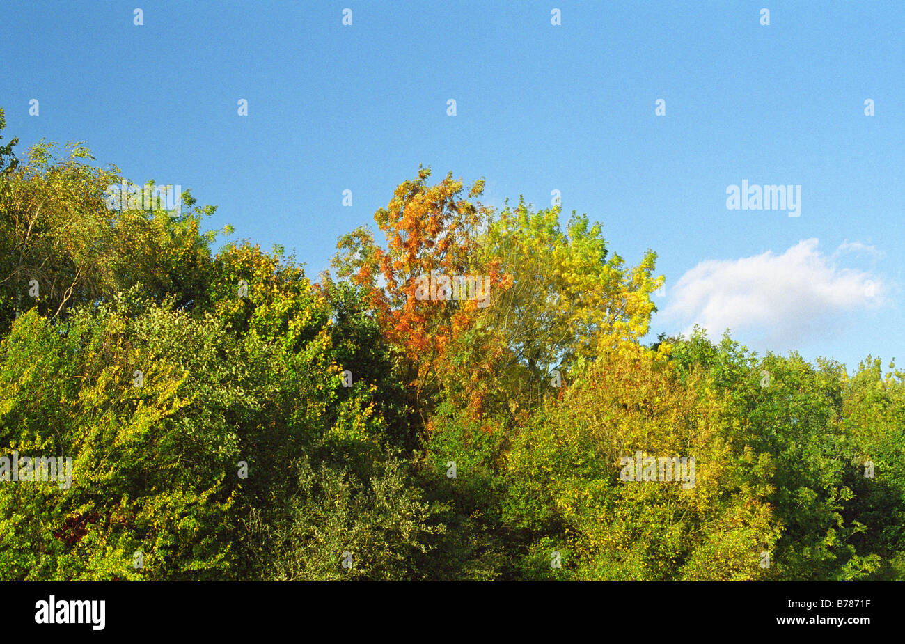 Les arbres d'automne Cerisier, terrains de jeux, Westbrook, Warrington, Angleterre, Automne 2008 Banque D'Images