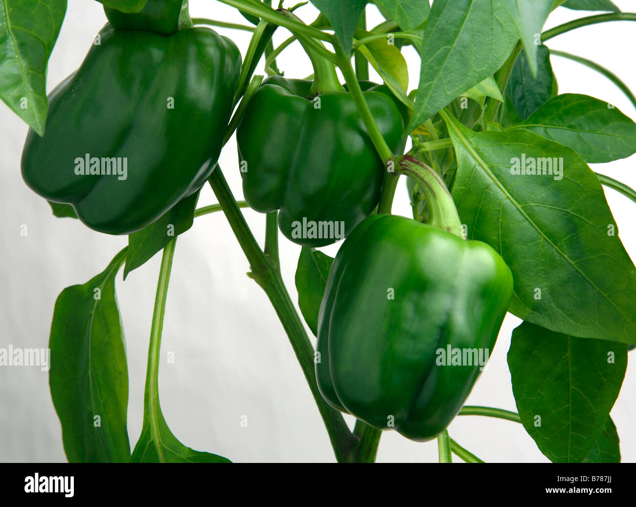 Les poivrons verts en pleine croissance. Banque D'Images