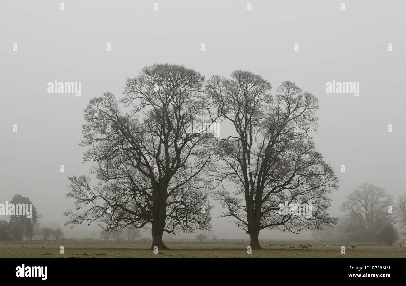 Arbres sur un matin d'hiver brumeux. Banque D'Images