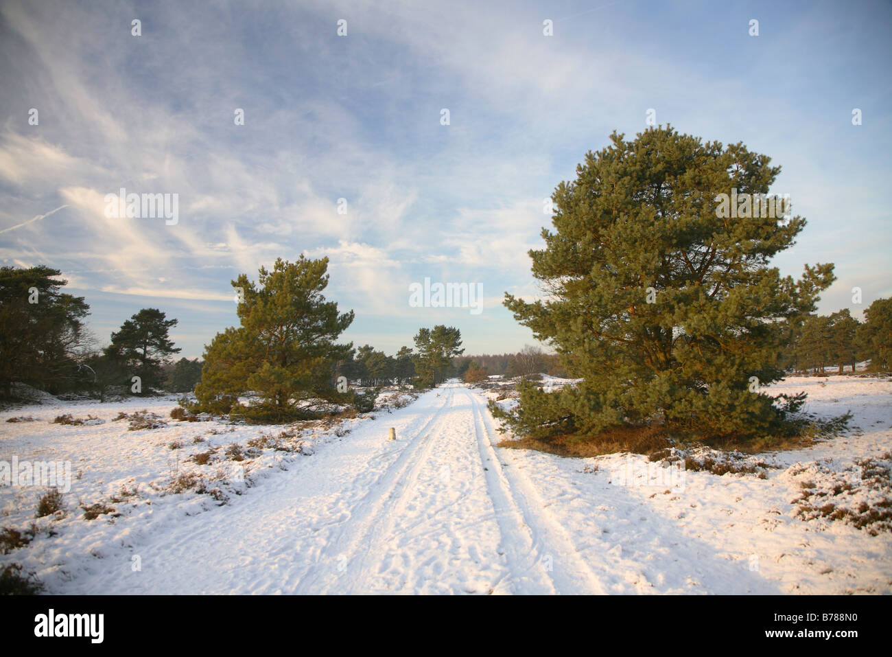 Neige de l'hiver la nature dans la Veluwe, Gueldre, Pays-Bas, Pays-Bas Banque D'Images