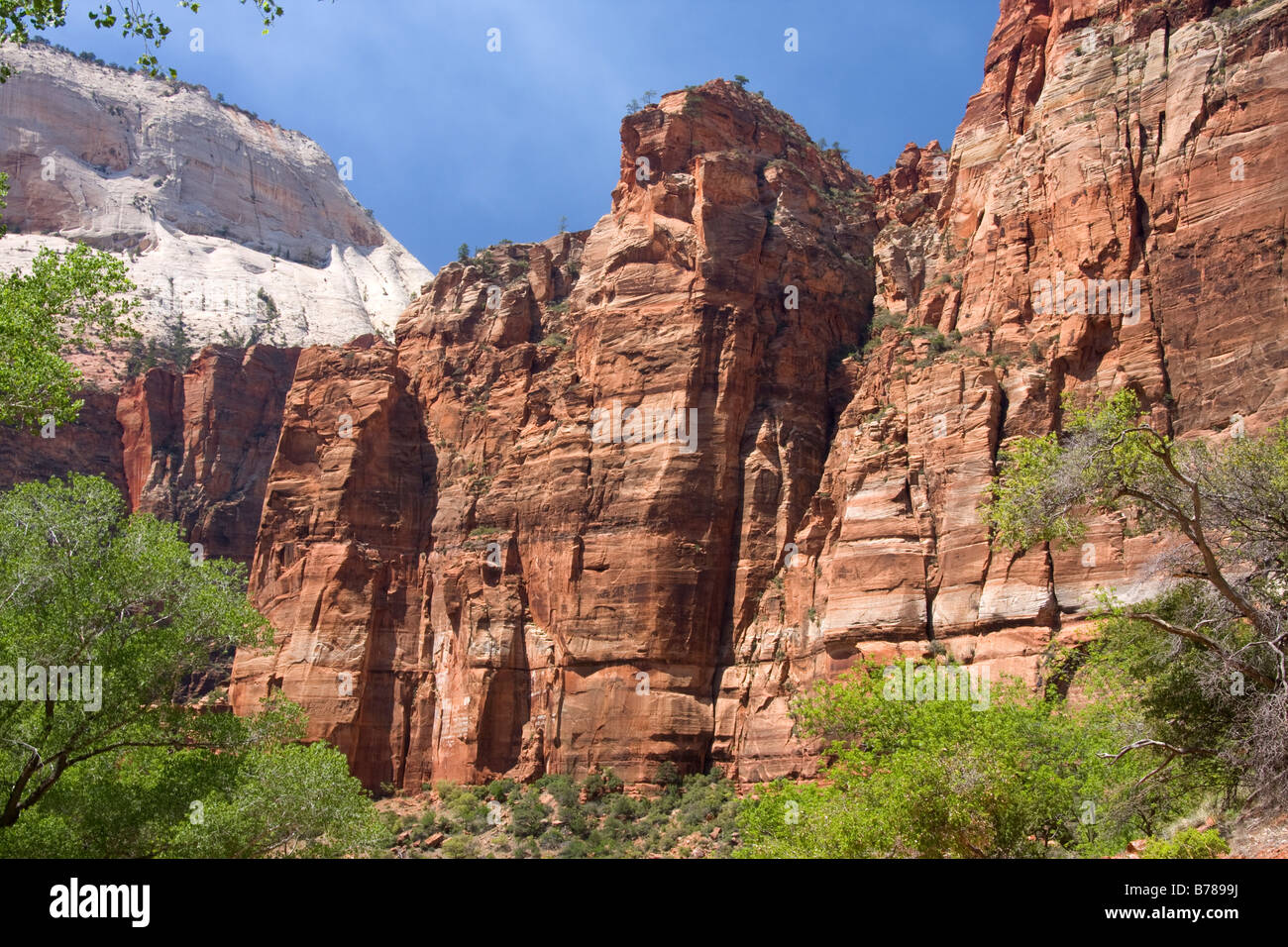 Les parois verticales du Canyon Zion Zion Canyon National Park dans l'Utah Banque D'Images