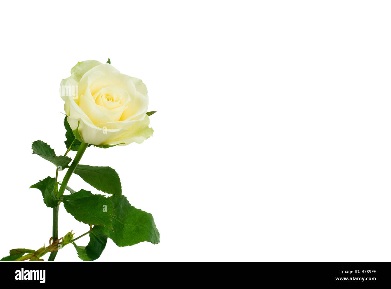 Belle rose blanc isolé sur fond blanc Banque D'Images