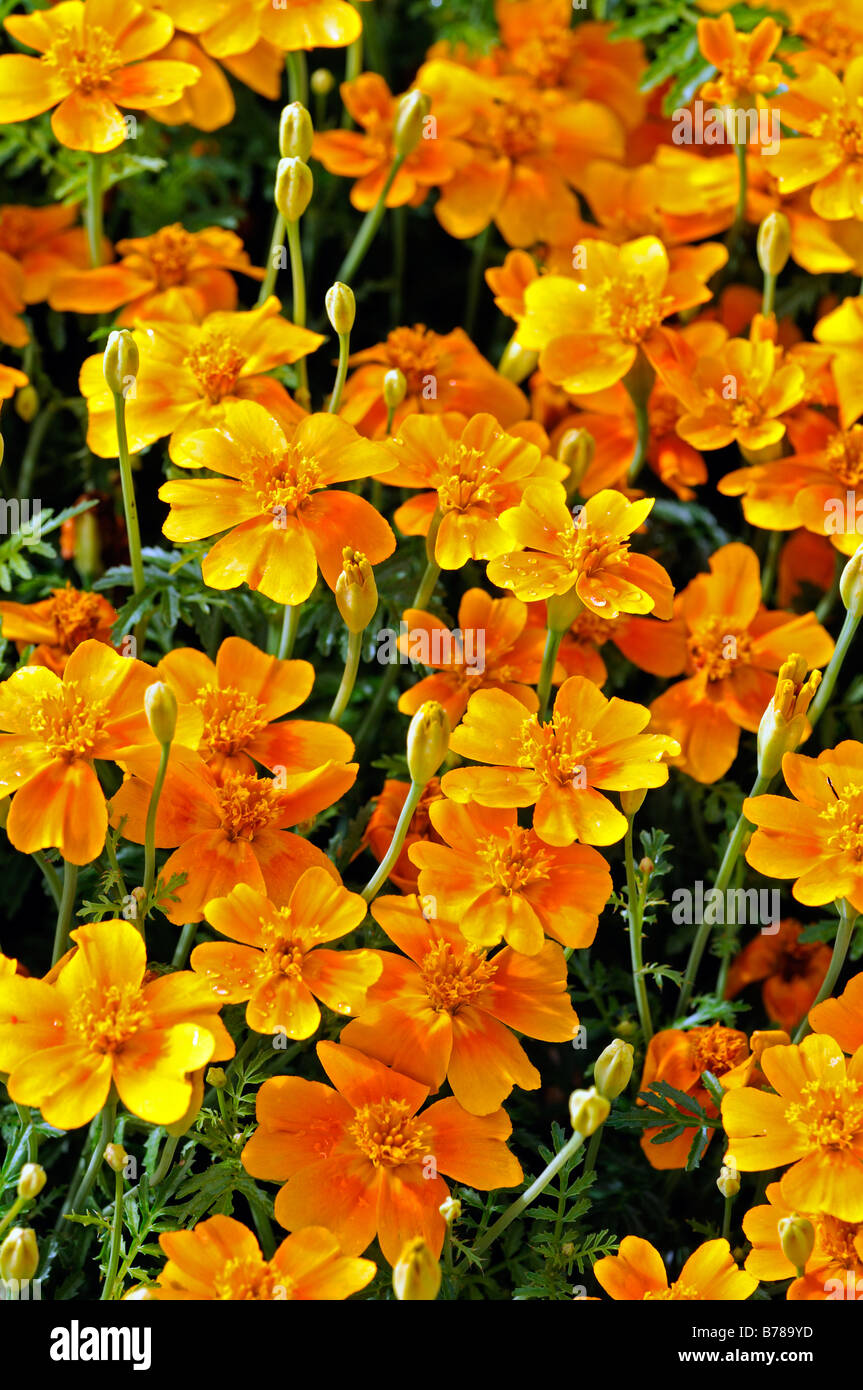 Tagetes Tenuifolia signata pumila Gem mandarine Oeillet Signet fleur orange fleur plante annuelle Banque D'Images