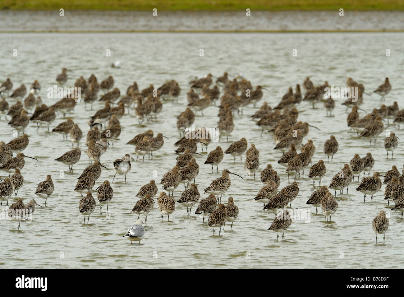 Courlis cendré (Numenius arquata), troupeau de courlis dans l'eau, les Pays-Bas, Europe Banque D'Images