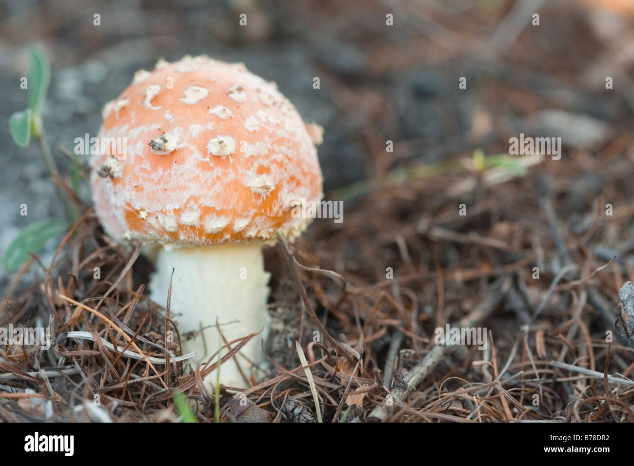 Red Hat nouvelle amanita verna Banque D'Images