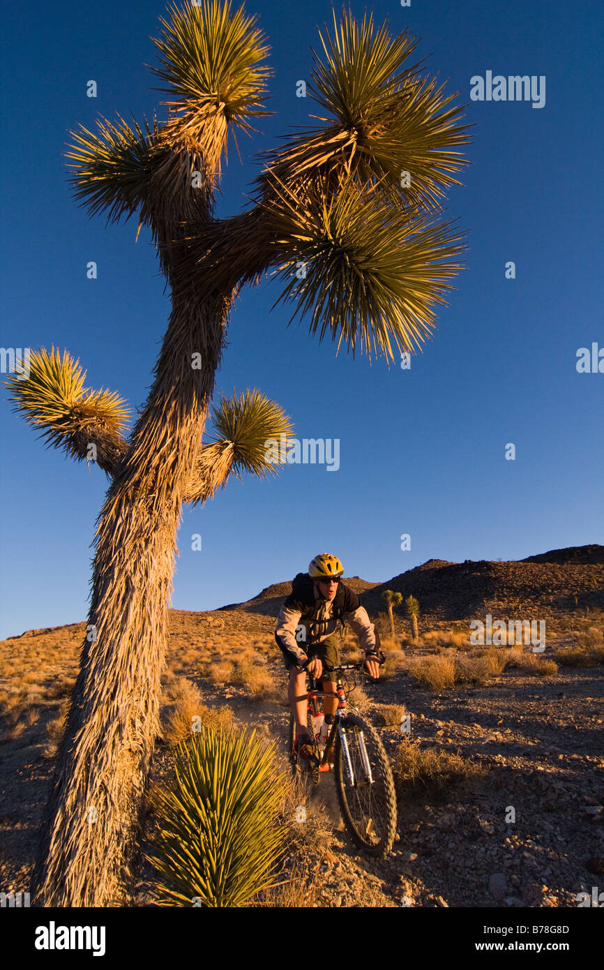 Un motard équitation par un Joshua Tree au coucher du soleil près de Lone Pine en Californie Banque D'Images