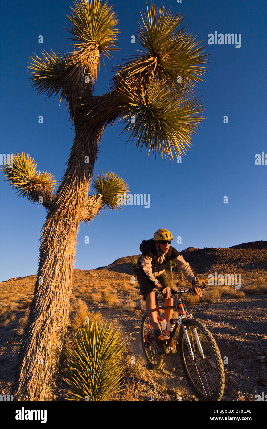 Un motard équitation par un Joshua Tree au coucher du soleil près de Lone Pine en Californie Banque D'Images