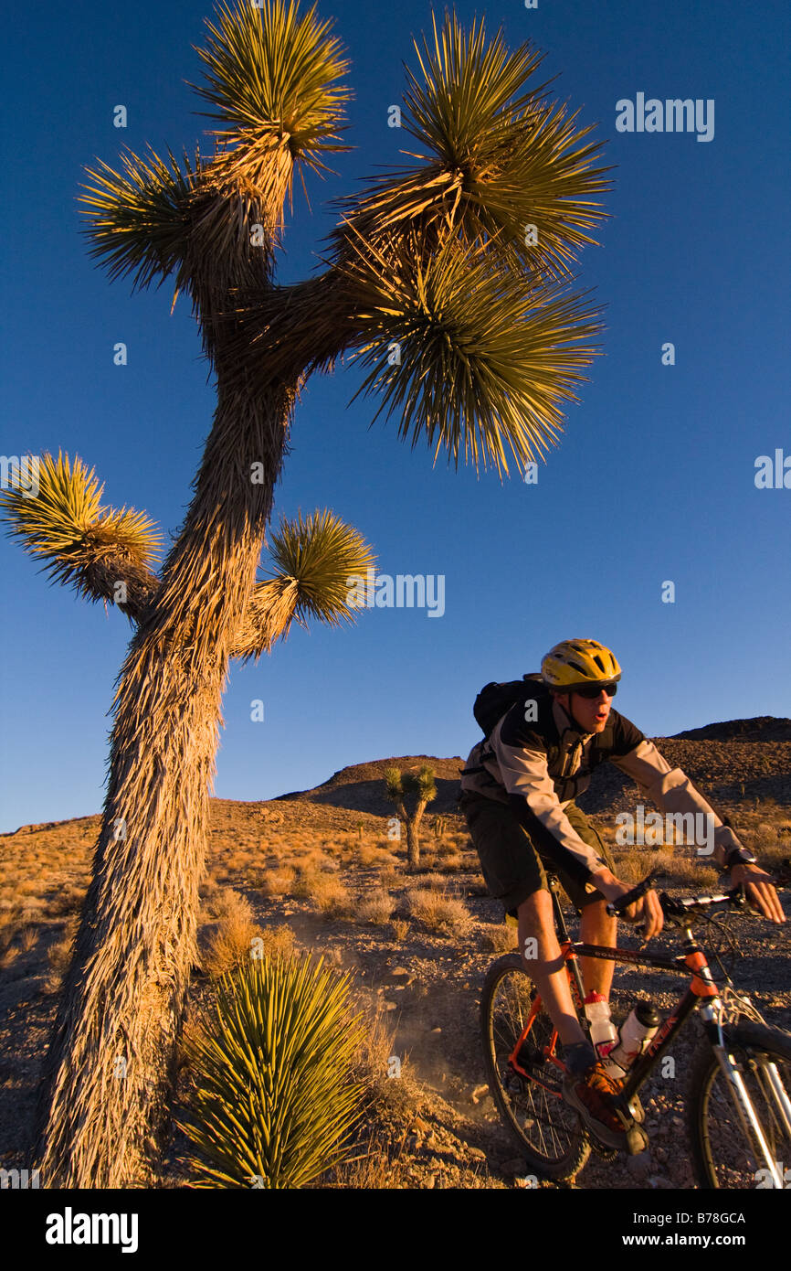 Un motard équitation par un Joshua Tree au coucher du soleil près de Lone Pine en Californie Banque D'Images