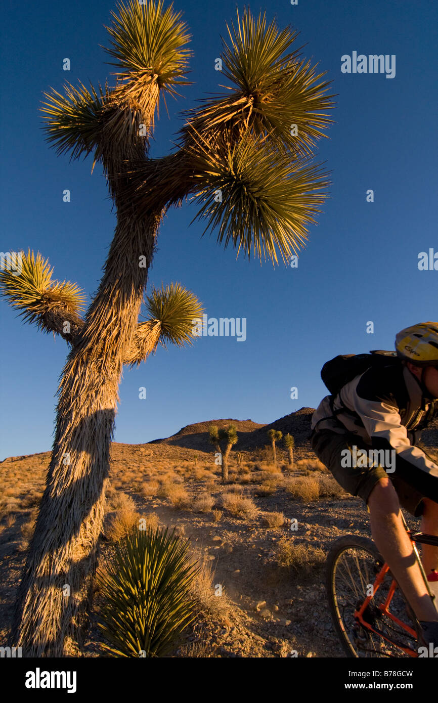 Un motard équitation par un Joshua Tree au coucher du soleil près de Lone Pine en Californie Banque D'Images