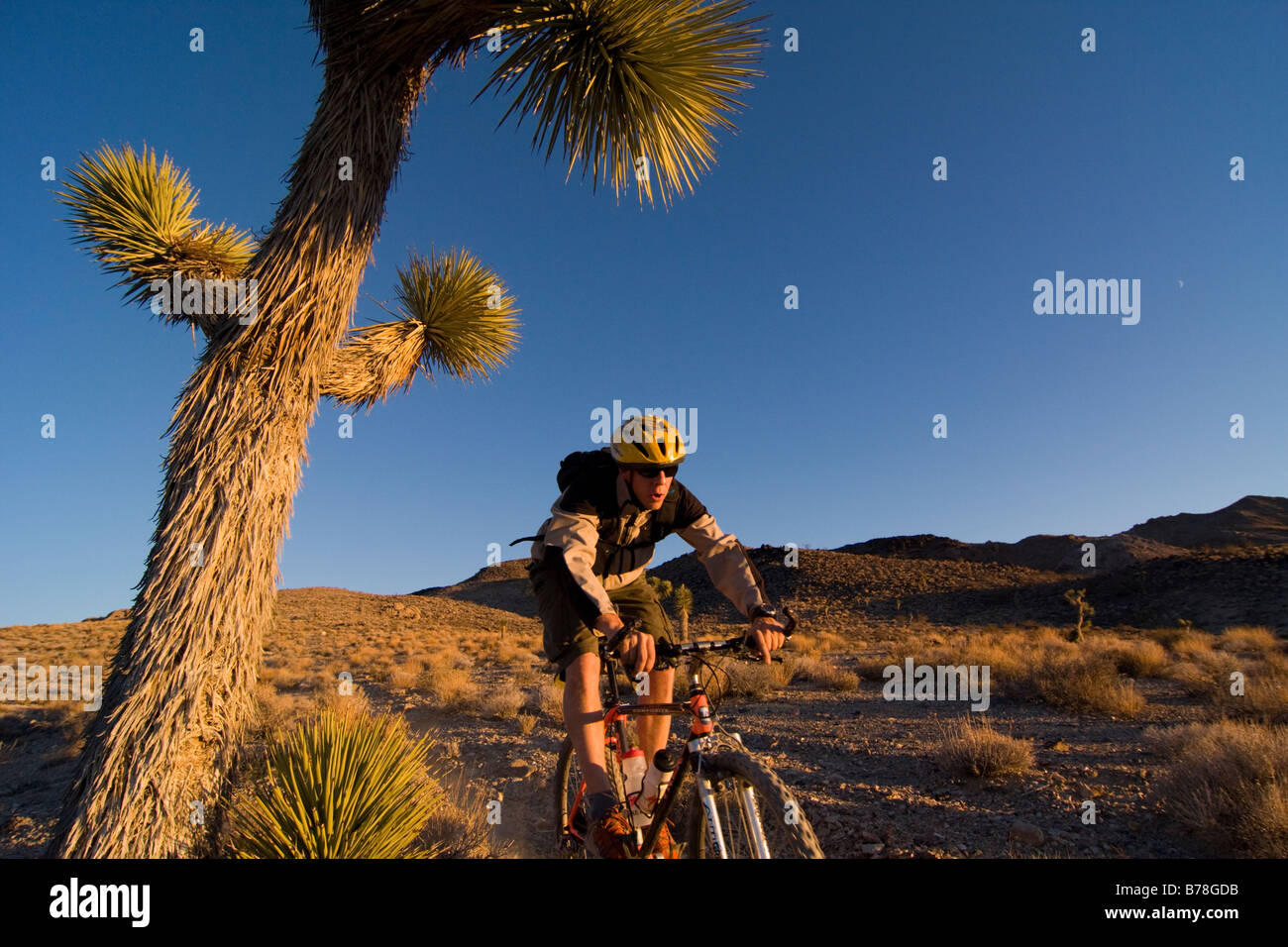 Un motard équitation par un Joshua Tree au coucher du soleil près de Lone Pine en Californie Banque D'Images