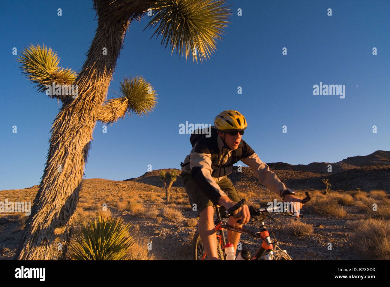Un motard équitation par un Joshua Tree au coucher du soleil près de Lone Pine en Californie Banque D'Images