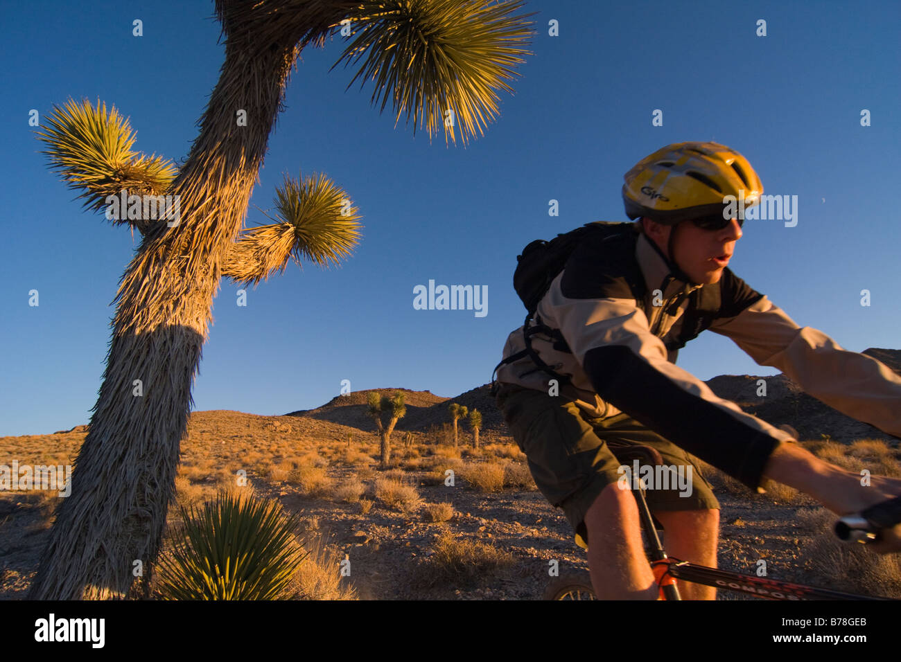 Un motard équitation par un Joshua Tree au coucher du soleil près de Lone Pine en Californie Banque D'Images