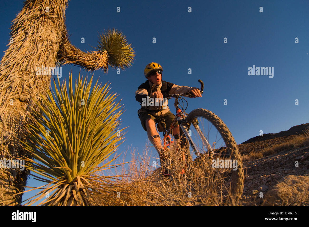 Un motard équitation par un Joshua Tree au coucher du soleil près de Lone Pine en Californie Banque D'Images