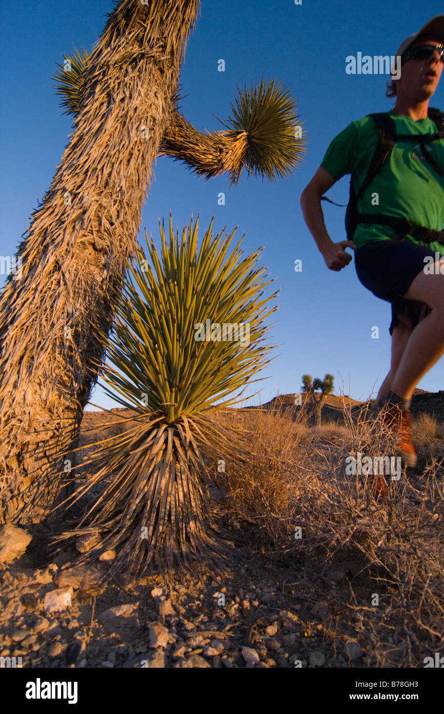Un homme qui court par un Joshua Tree au coucher du soleil près de Lone Pine en Californie Banque D'Images