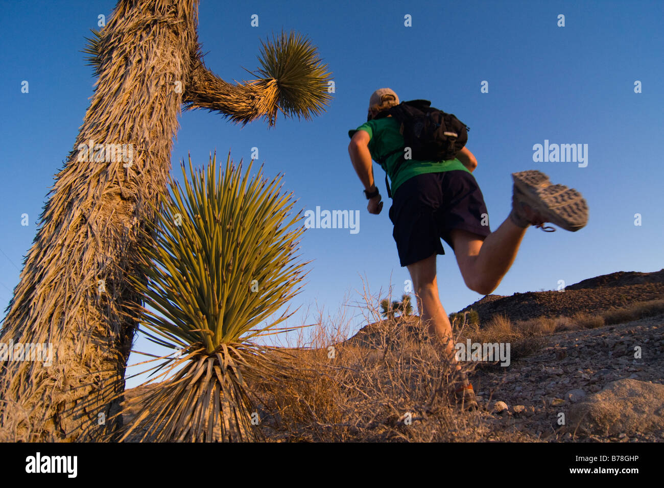 Un homme qui court par un Joshua Tree au coucher du soleil près de Lone Pine en Californie Banque D'Images