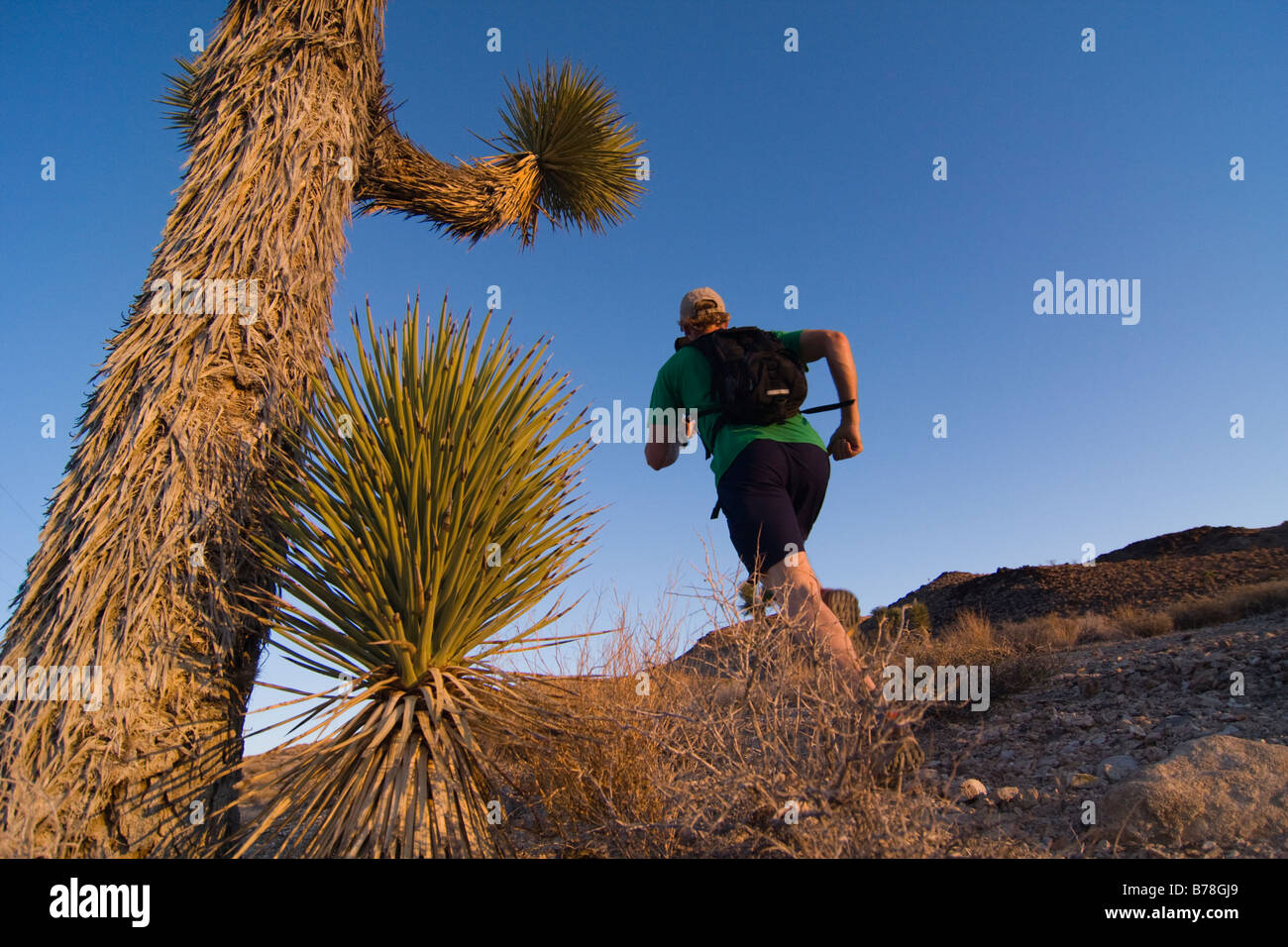 Un homme qui court par un Joshua Tree au coucher du soleil près de Lone Pine en Californie Banque D'Images