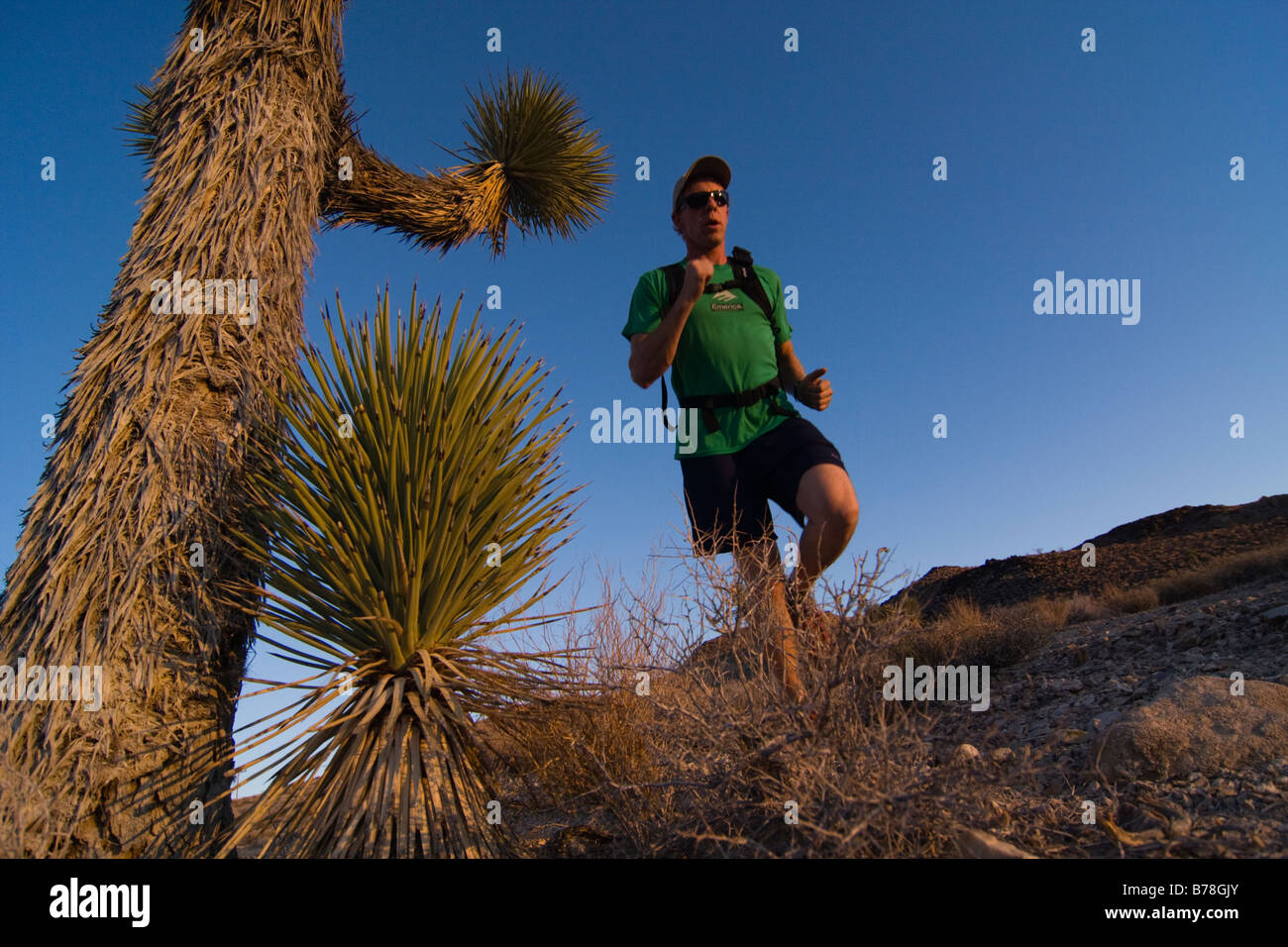 Un homme qui court par un Joshua Tree au coucher du soleil près de Lone Pine en Californie Banque D'Images