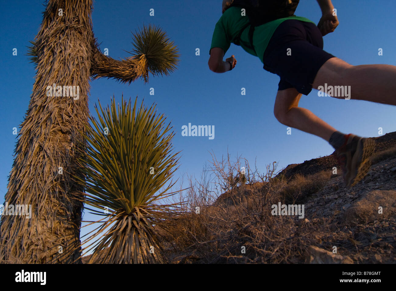 Un homme qui court par un Joshua Tree au coucher du soleil près de Lone Pine en Californie Banque D'Images