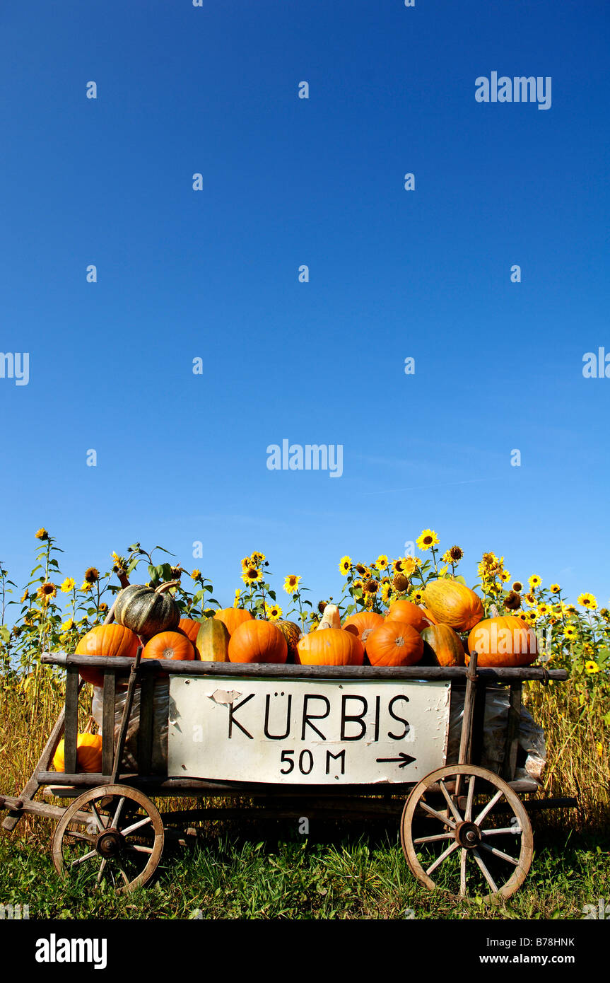 La citrouille (Cucurbita pepo var. patisson) dans un panier à l'avant d'un champ de tournesol, Kuhnhof, Middle Franconia, Bavaria, Allemagne, E Banque D'Images