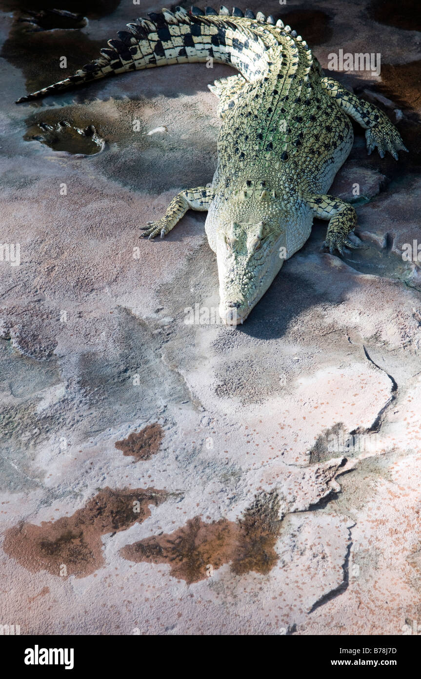 Crocodile Banque D'Images