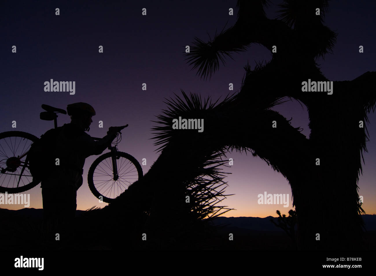 La silhouette d'un motard par un Joshua Tree au coucher du soleil près de Lone Pine en Californie Banque D'Images