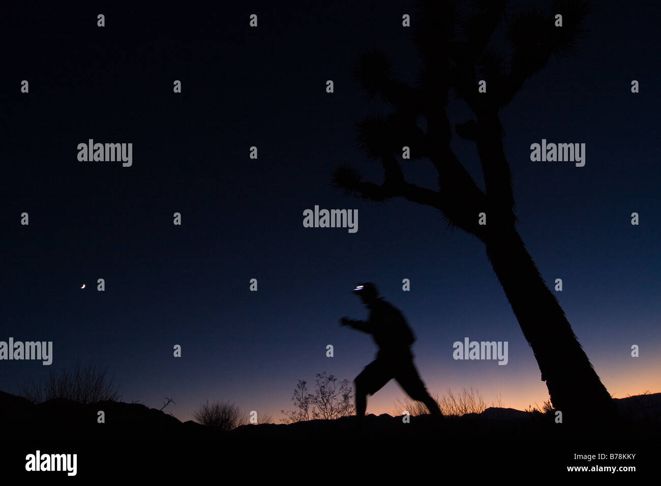 Une silhouette d'un homme de la randonnée par un Joshua Tree au coucher du soleil près de Lone Pine en Californie Banque D'Images