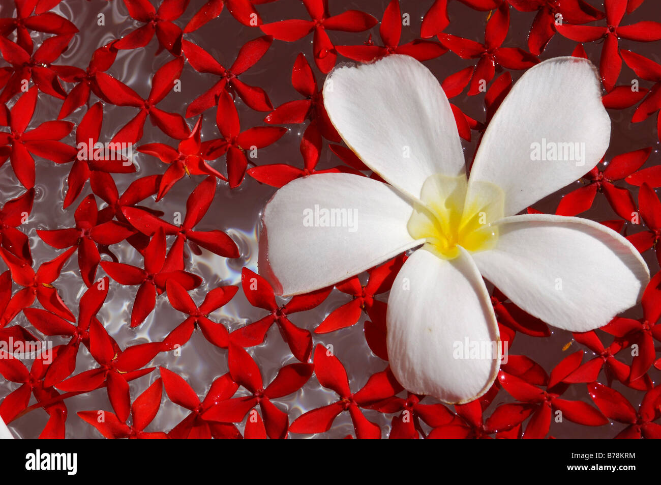 Arrangement floral, Resort Kurumba Maldives, l'Océan Indien, Banque D'Images