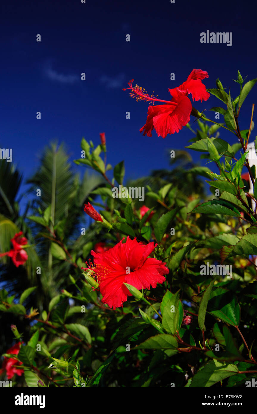 Rosemallow (Hibiscus), Resort Kurumba Maldives, l'Océan Indien, Banque D'Images