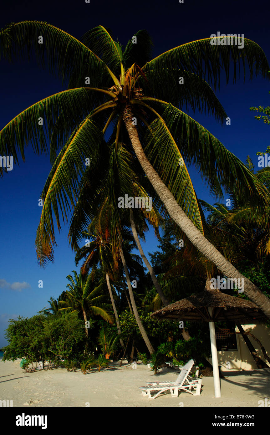 Pare-soleil, de chaises et de palmiers, le Resort Kurumba, Maldives, océan Indien Banque D'Images
