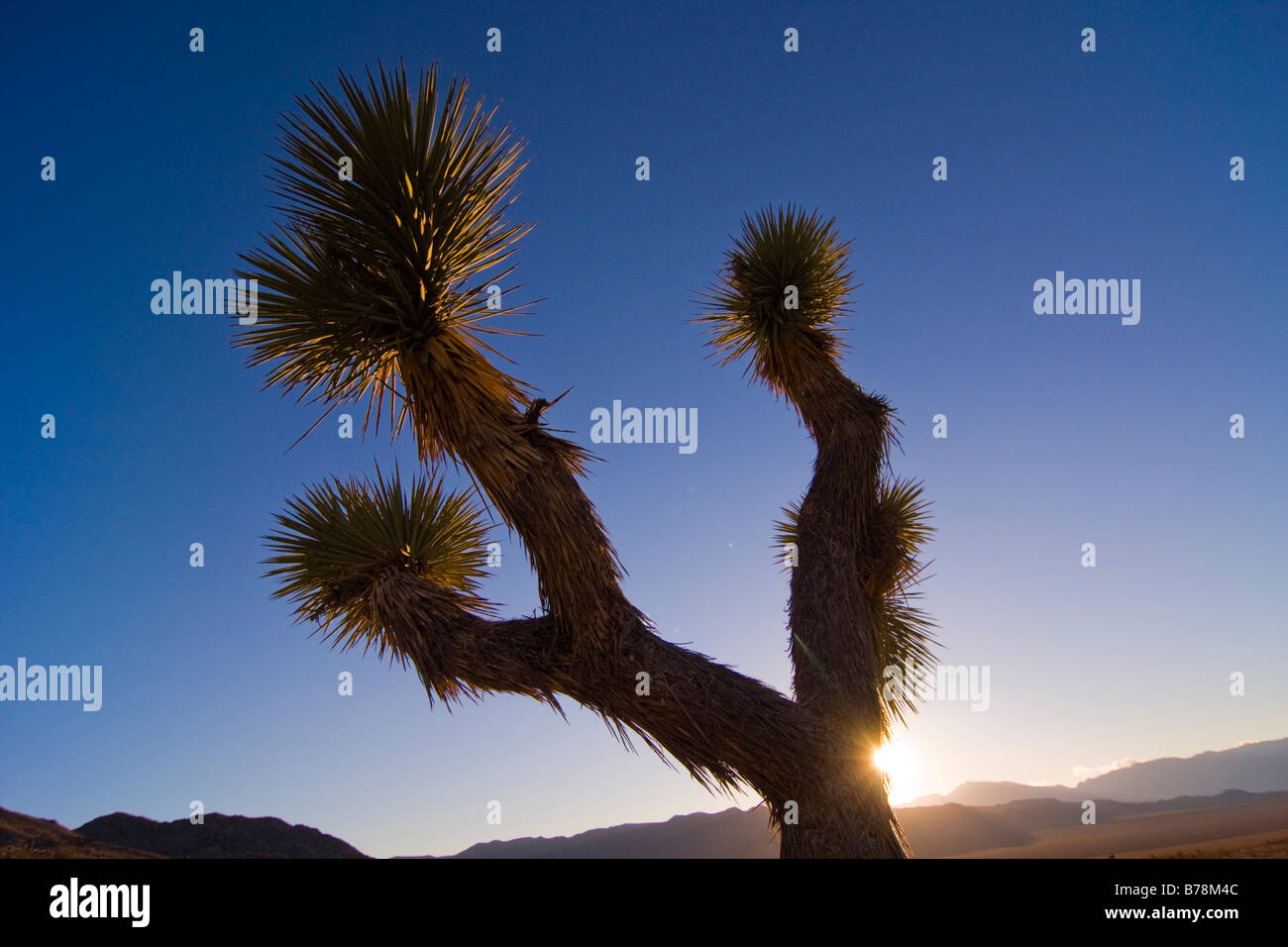 Un Joshua Tree au coucher du soleil près de Lone Pine en Californie Banque D'Images