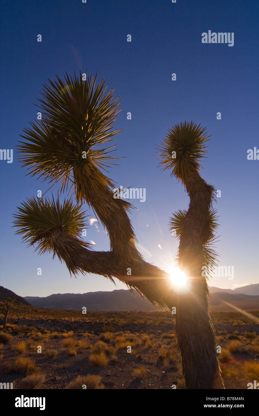 Un Joshua Tree au coucher du soleil près de Lone Pine en Californie Banque D'Images