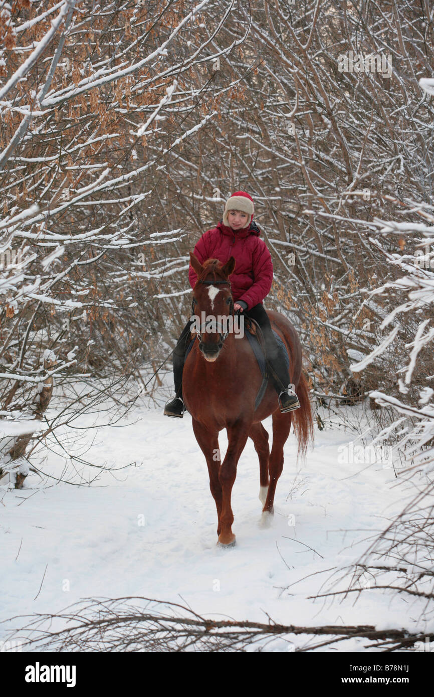 La cavalière poursuit en bois d'hiver en Russie Banque D'Images